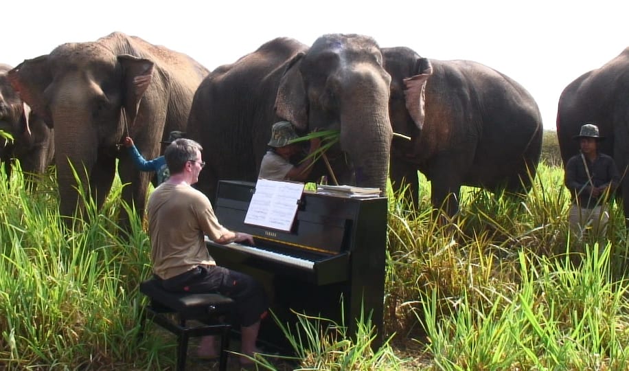 Pianist Paul Barton performs for elephants in Thailand