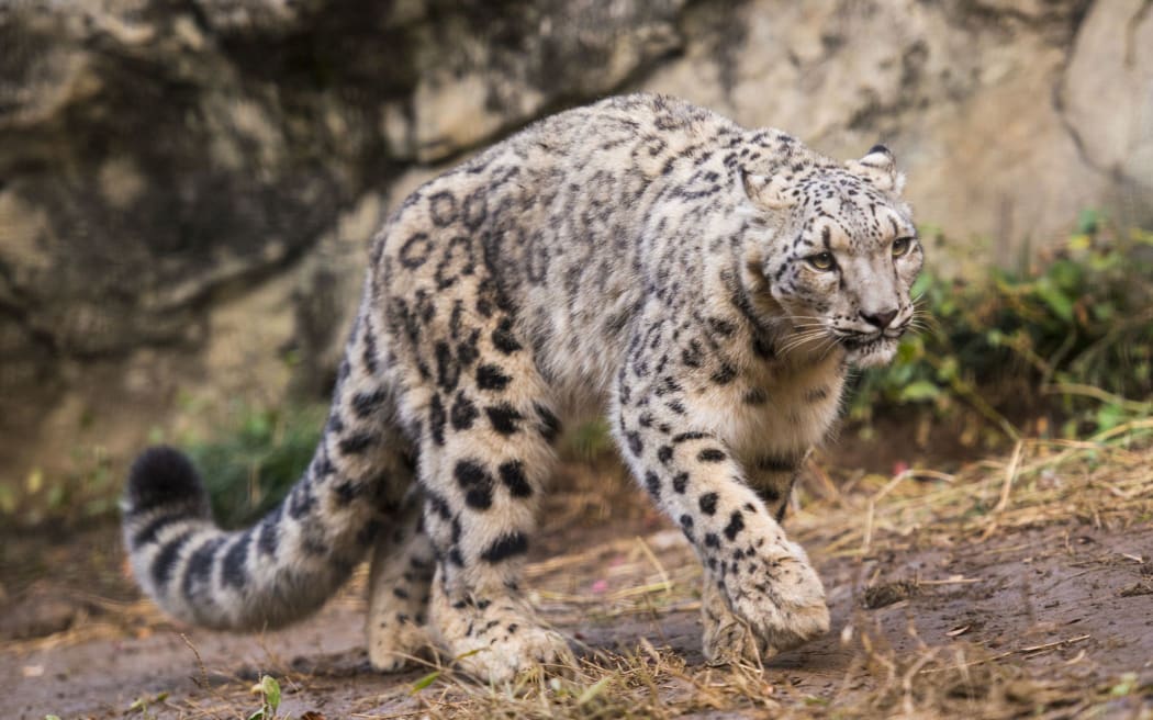 Russian Conservationists Launch Survey of Elusive Snow Leopard