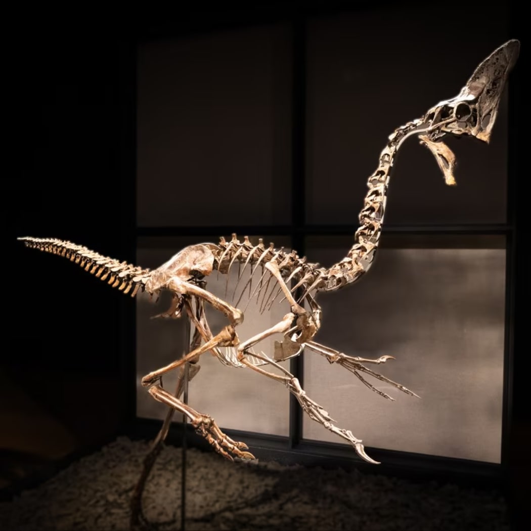 The caenagnathid dinosaur skeleton on display at Christie's auction house in London. (ABC News: Riley Stuart)