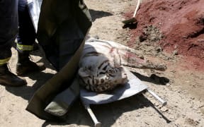 The white tiger was killed by police.