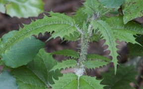 Ongaonga or New Zealand tree nettle is covered in spines that deliver a painful sting when someone brushes against them.