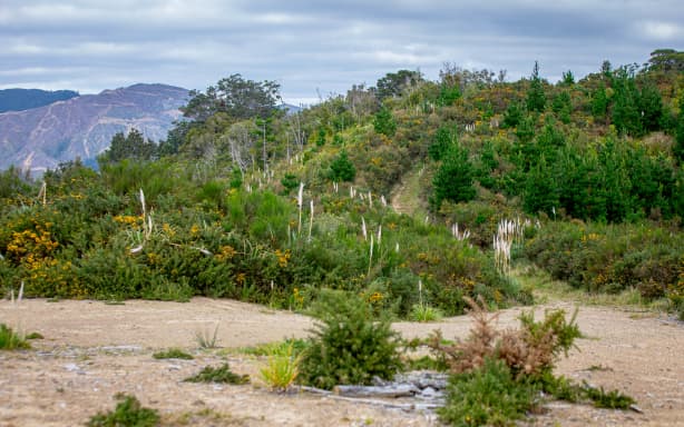 Developer seeks to build road through Silverstream Spur, construct 1600 ...