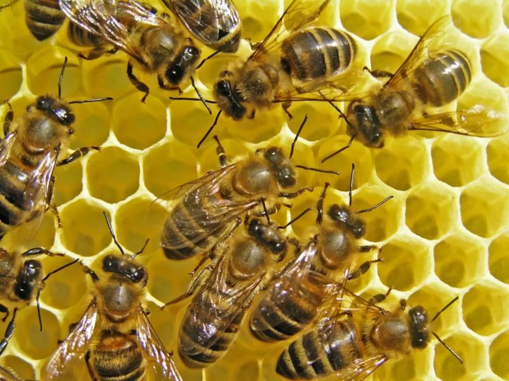 There is an epidemic of deformed wing virus in hives across New Zealand, says Otago University zoology professor Alison Mercer.