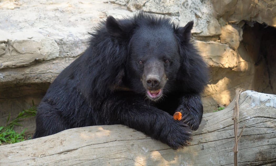 Asiatic black bear in zoo thailand