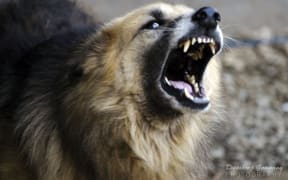 Snarling dog