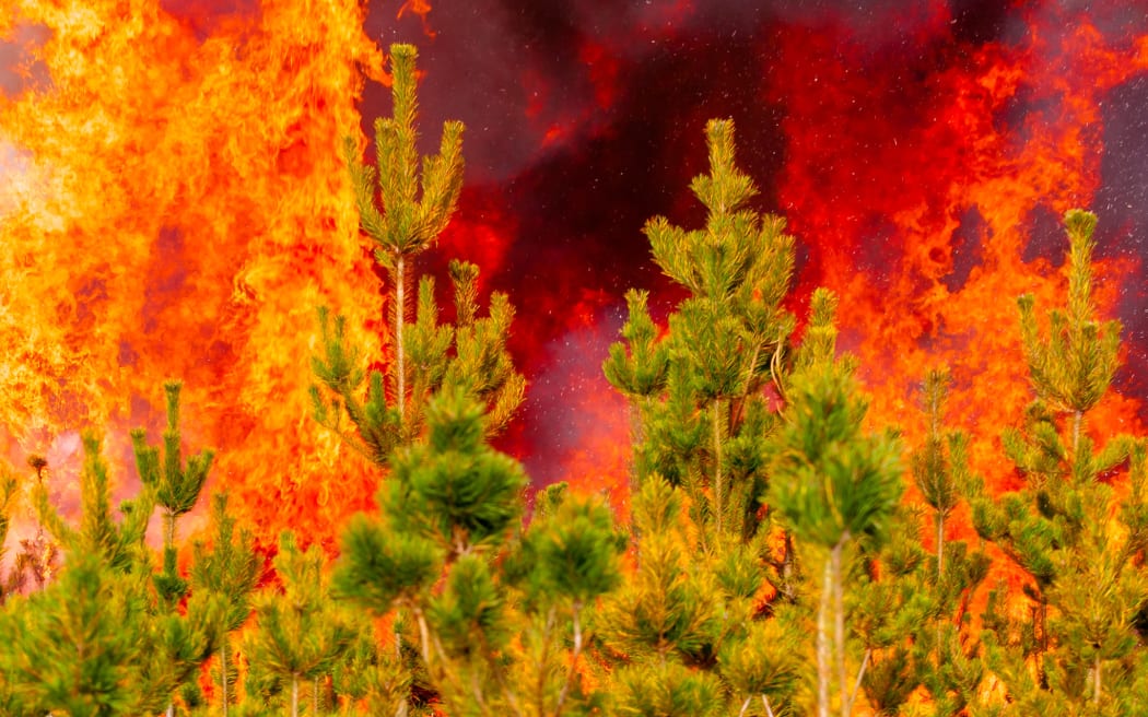 Pine forest engulfed in flames.
