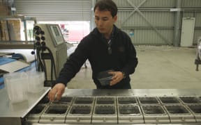 Boman, owner of Zaberri Strawberry Farm.
