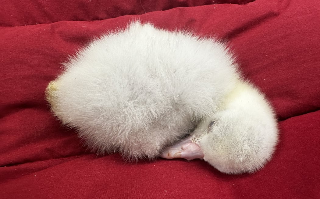 Toroa chick on warming equipment at Wildlife Hospital Dunedin