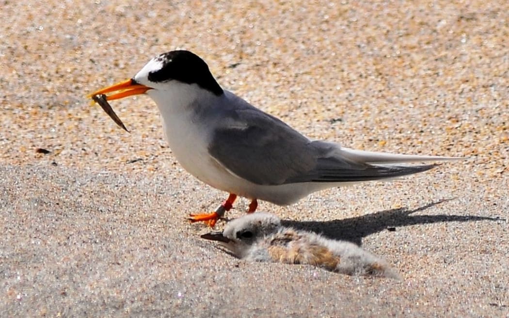 A fairy tern and its chick.