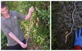 Left: North Auckland Worm_ Ti Point Reptile Park; Righ: A large NZ Megascolecidae worm, possibly North Auckland worm _Annemieke Hendrikst