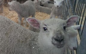 Canterbury A and P Show sheep