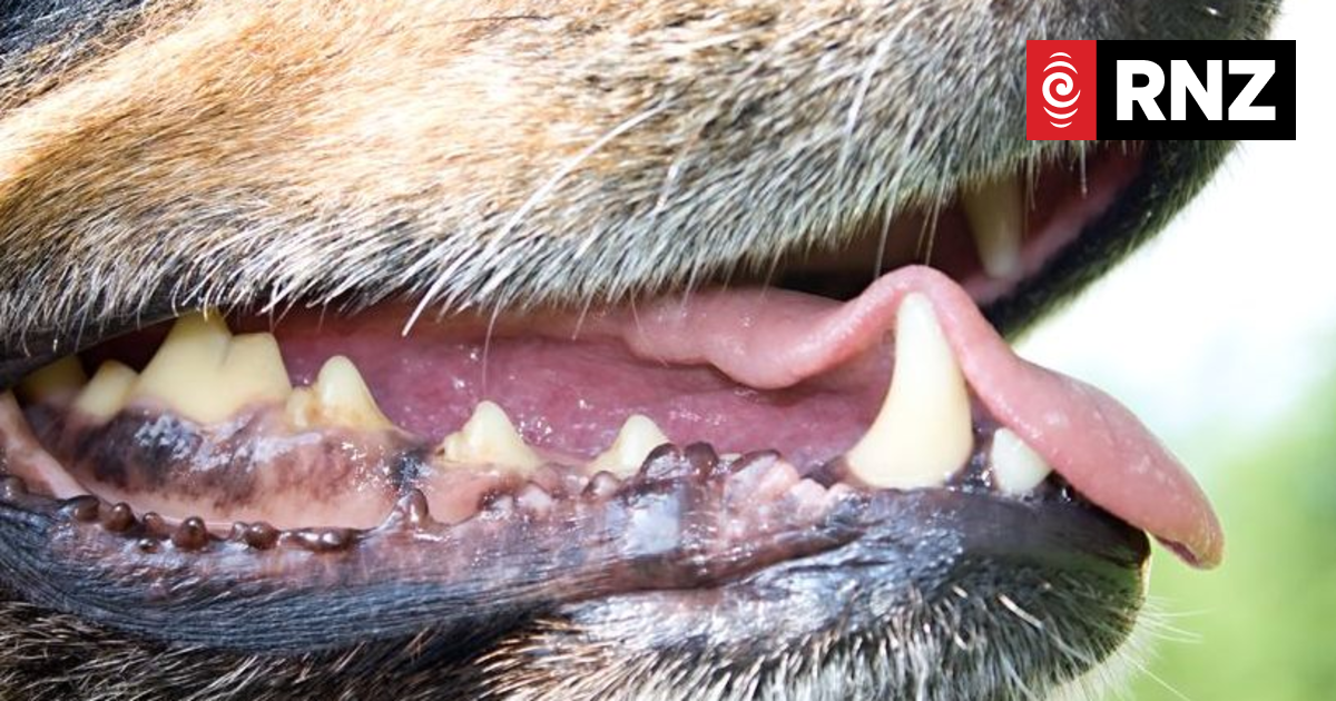 Who let the dogs out? Masterton council gets more than 2000 dog callouts - Vimarsana News