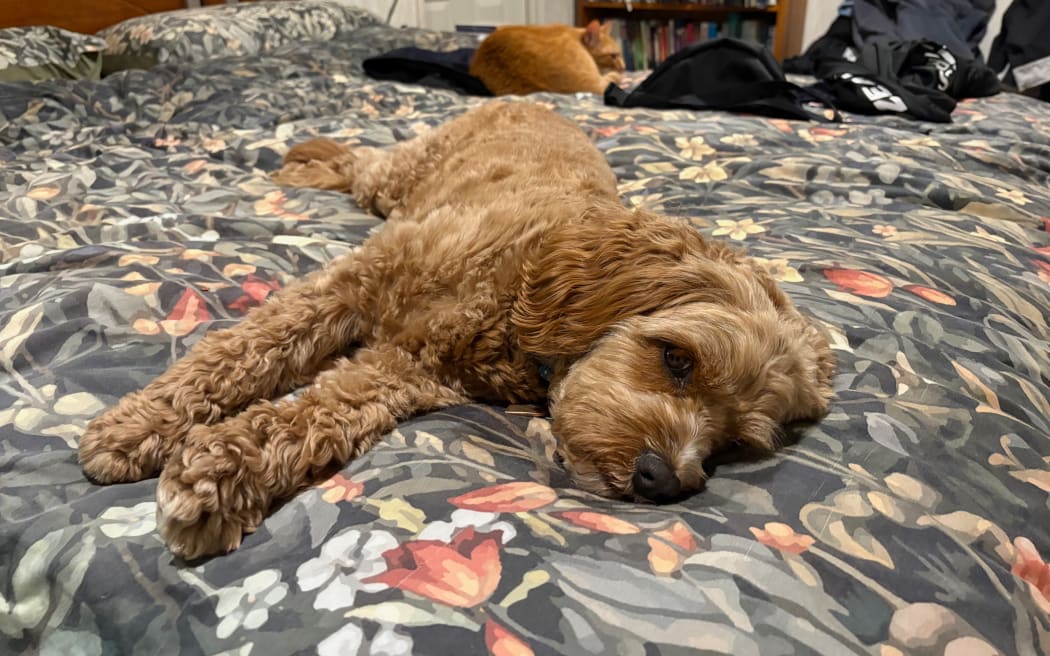 Hazel the cavoodle and feline brothers Jack and Alex. Their owner says all have been pacing, vocal and anxious during the fireworks. I’ve now got your relaxing music playing in our room and it’s let Hazel cuddle up and relax. Alex has joined us to listen and relax too. Hopefully Jack will join us for cuddles and calmness soon.