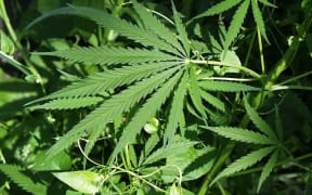 Cannabis plants growing in Oregon