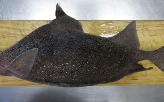 Prickly dogfish (Oxynotus bruniensis)