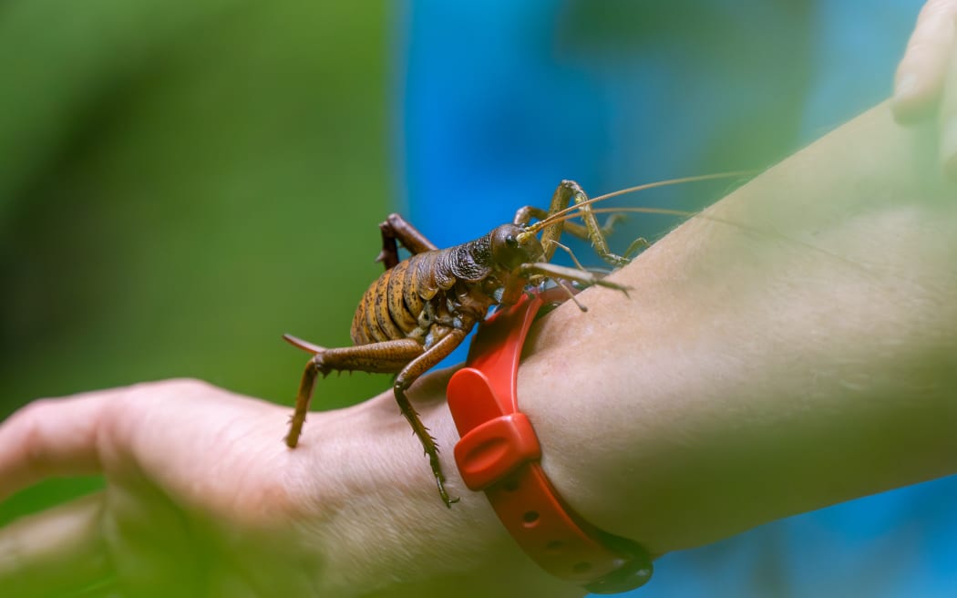 About 100 critically-endangered Mahoenui giant weta have been released into the Rotokare Sanctuary in Taranaki this week as part of efforts to preserve the taonga species.
