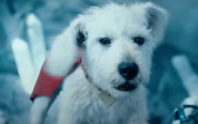 Krypto from the new Superman movie.