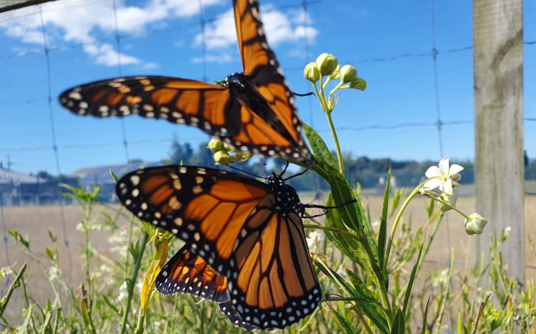 monarch butterflies