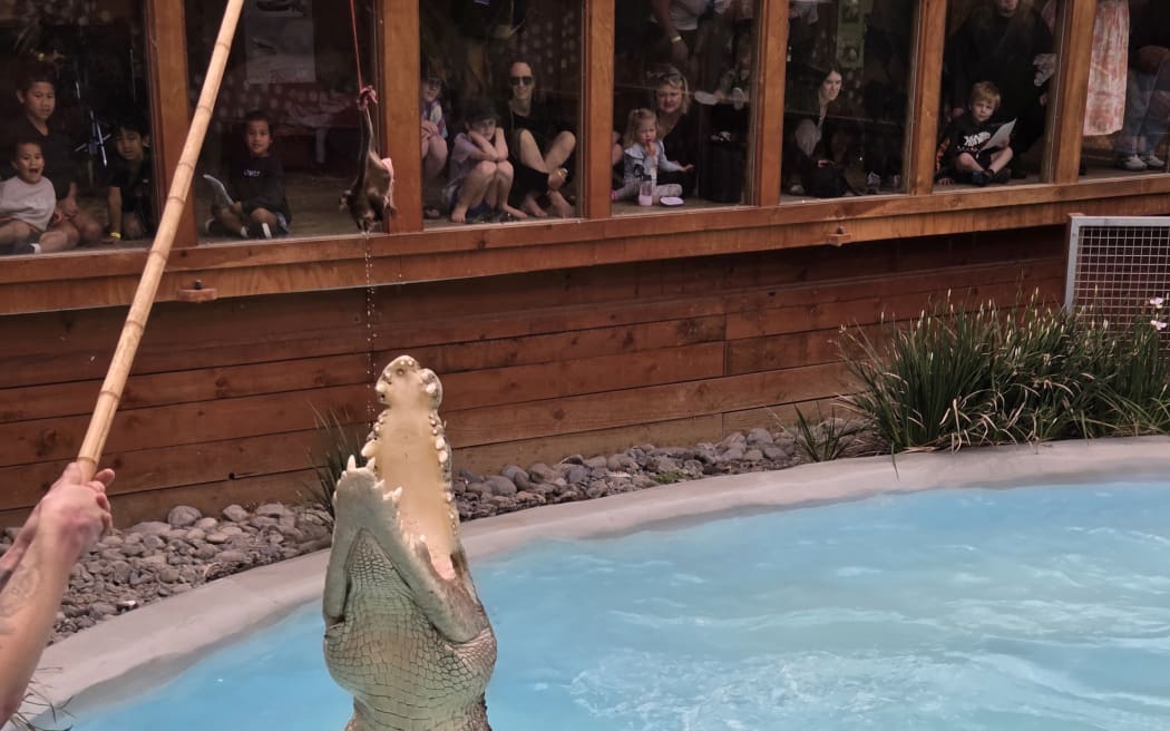 Scar lunges for a piece of possum