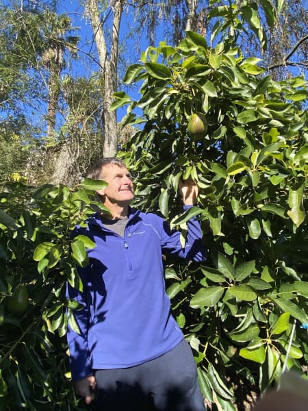Harry Pearson has lent his name to the fruit borne from this tree - the Harricado.