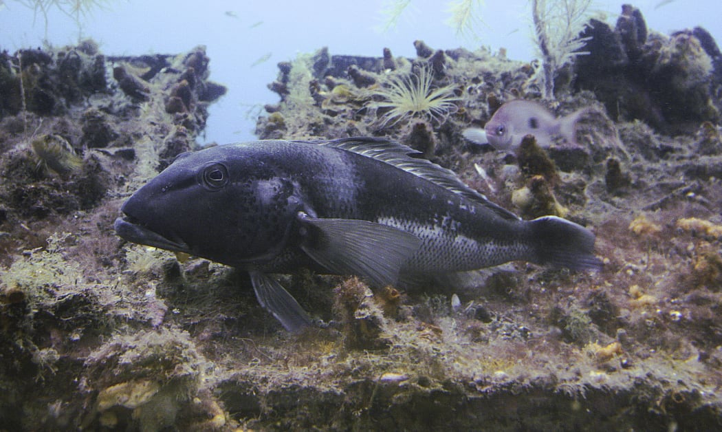 Blue cod.