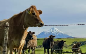 A herd of cows in Taranaki