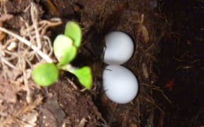 Two Kakapo eggs on Codfish Island.
