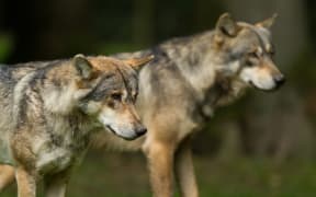 Grey wolf in the forest