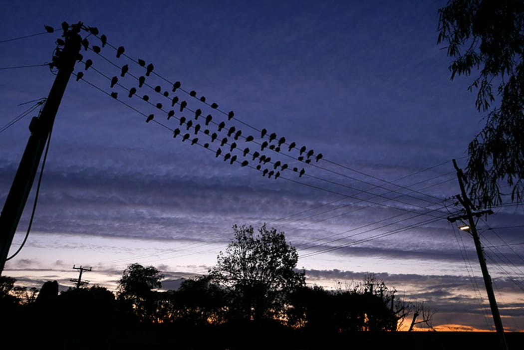 birds on a wire
