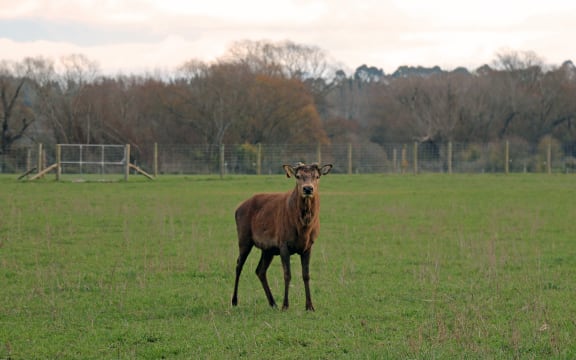 A stag on a deer farm in North Canterbury