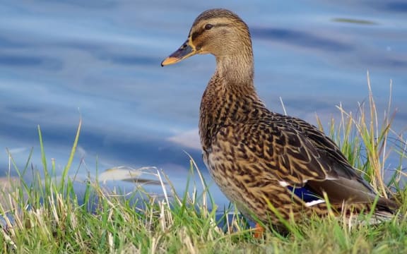 Wild mallard duck hunting