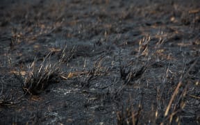 Scorched land in the Hawkes Bay area.