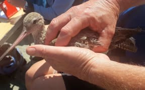 A close up shot of two hands holding a bar-tailed godwit. The godwit's head and log bill are visible, it's body held by the person's hands.