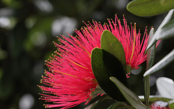 Pohutukawa flower (Metrosideros excelsa). Photo taken in Auckland, New Zealand.
