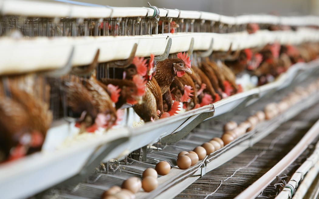 Caged hens, Italy.