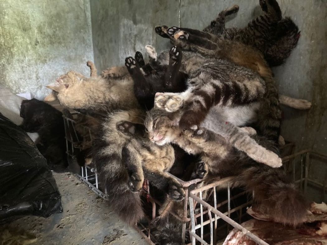 A pile of 'feral' cats, Hawke's Bay farmer Andrew Russell has killed