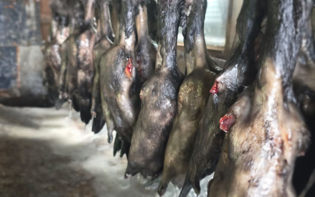 The muttonbird or tītī are waxed and de-waxed to clear the skin of fluff and down, then hung and packed