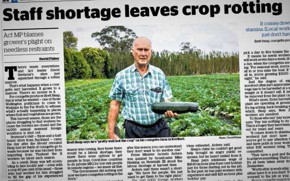 Kerikeri courgette grower Brett Heap in The Herald last Tuesday.