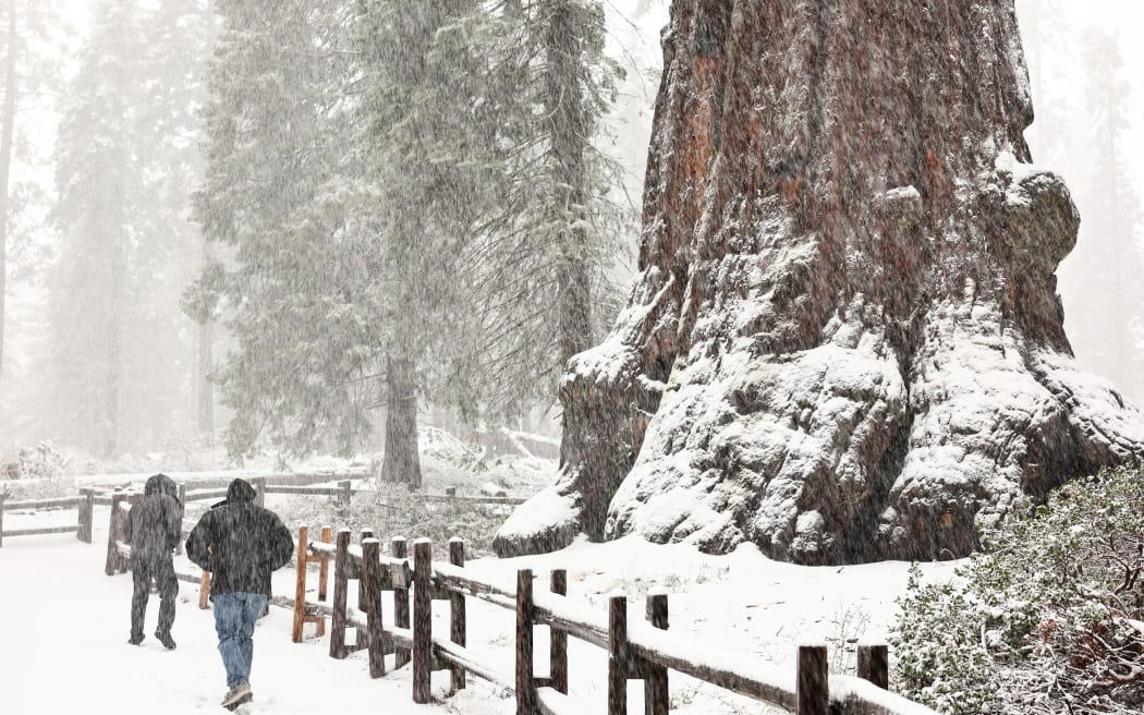 KINGS CANYON NATIONAL PARK, CALIFORNIA - FEBRUARY 01: Visitors walk as snow falls in the Grant Grove of giant sequoia trees during an atmospheric river storm on February 01, 2024 in Kings Canyon National Park, California. The first of two atmospheric river storms is impacting California with heavy rain and snow with 20 million people in the state under flood alerts today.   Mario Tama/Getty Images/AFP (Photo by MARIO TAMA / GETTY IMAGES NORTH AMERICA / Getty Images via AFP)