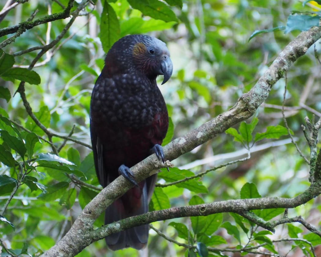 Kaka.