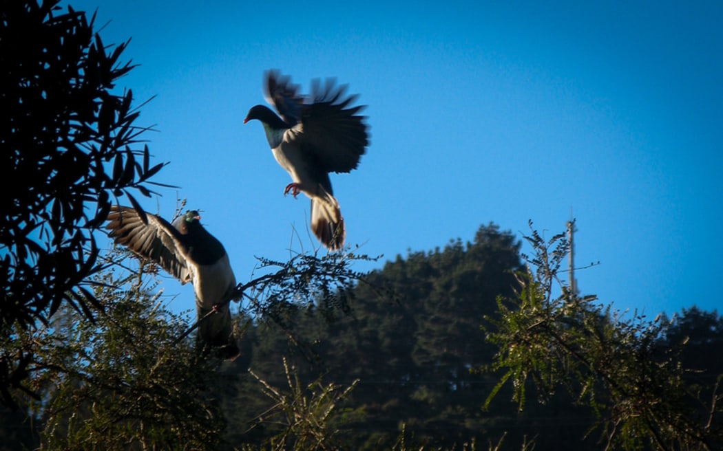 Photo from - Otari-Wilton's Bush 2012 Photo Competition held by WCC