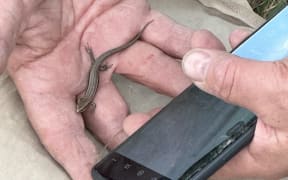 Canterbury grass skinks, like this one at the Pāmu New Zealand farm at Eyrewell, near Oxford, have been found on the designated route for the Woodend Bypass.