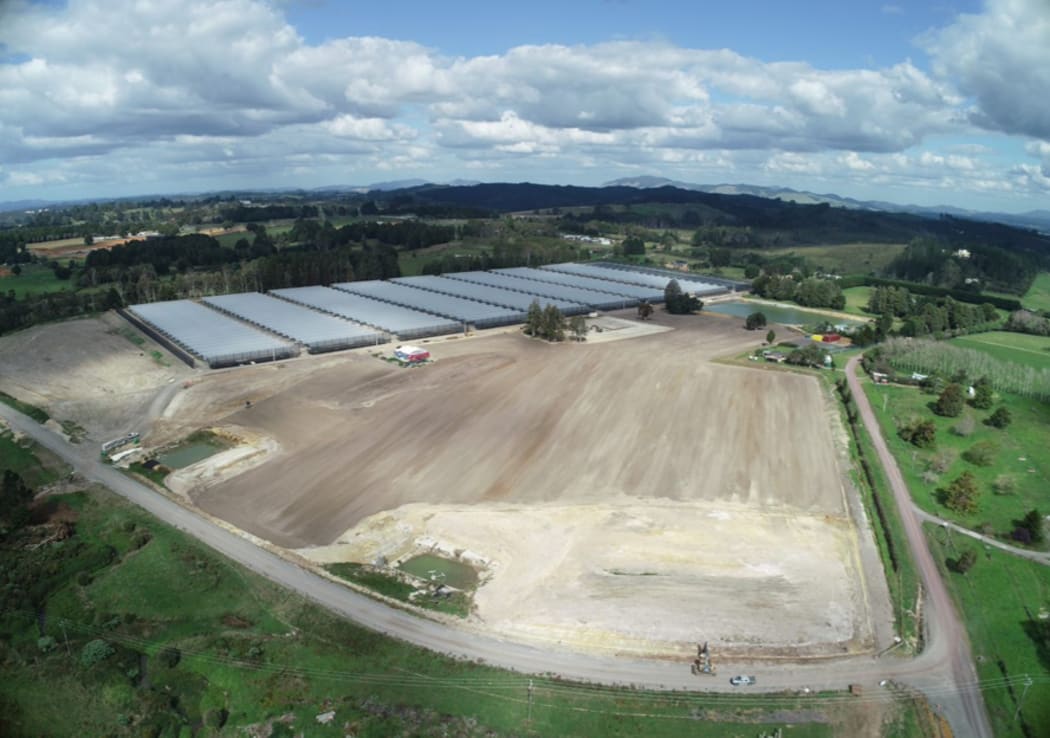 Kaihohe Berryfruit's tunnel houses