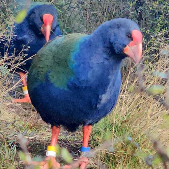 Two big round blue birds with red feet, big red beaks, and olive green wings, standing among grasses.