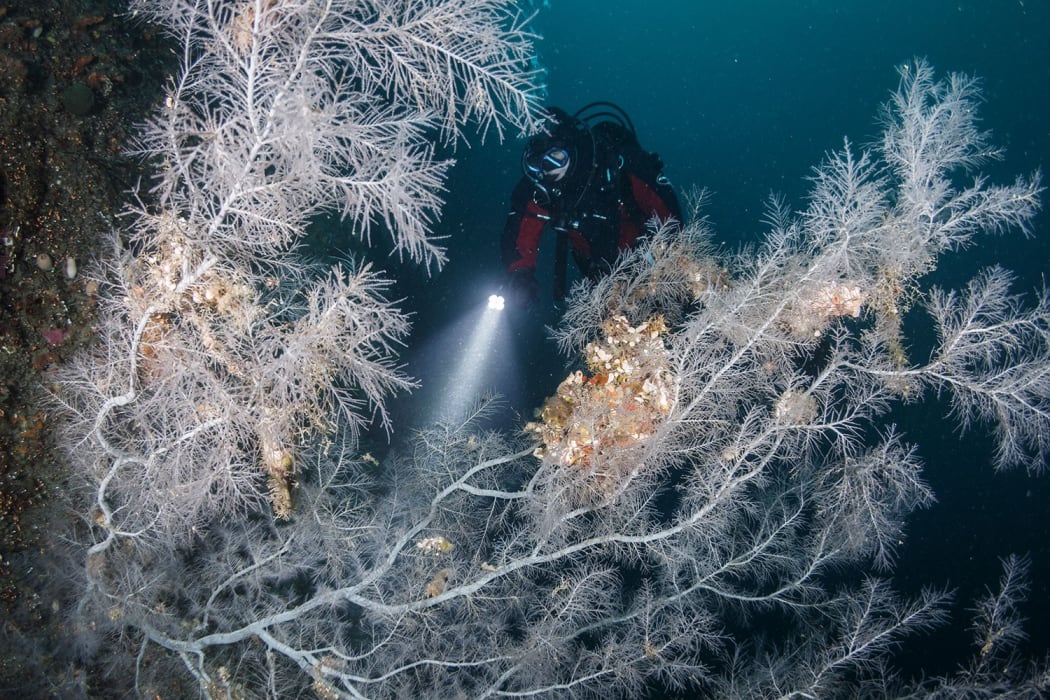 Descend Scuba Milford Sound - Grant Thomas Photography