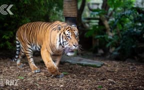 Beautiful Berani: Zookeeper remembers Auckland’s last Sumatran tiger