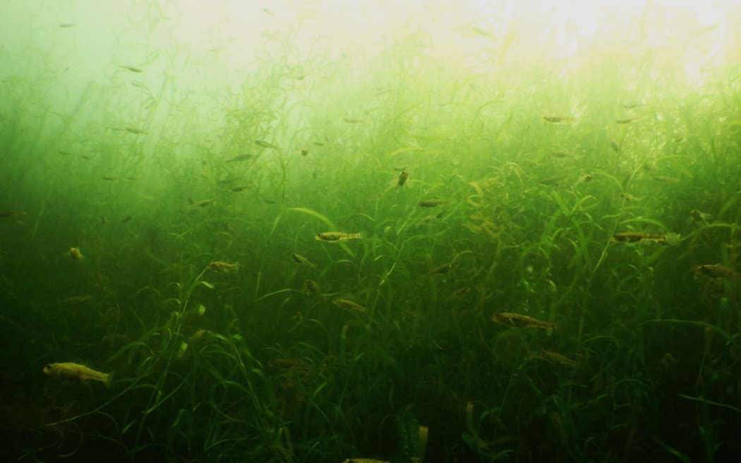 An underwater image of a dense patch of bright green pondweed with small fish amongst it.