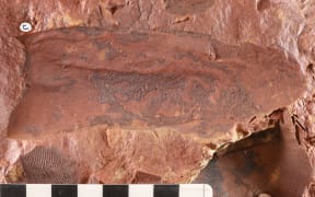 Underplate of the mouth of prehistoric giant 'sea scorpion' has been found in Orange, NSW, Australia.