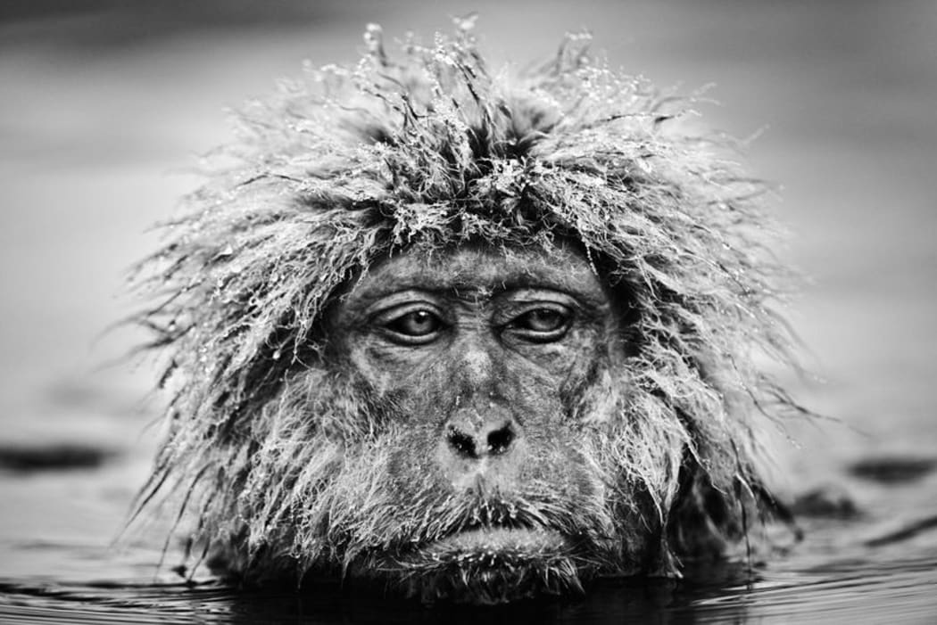 Grumpy Monkey