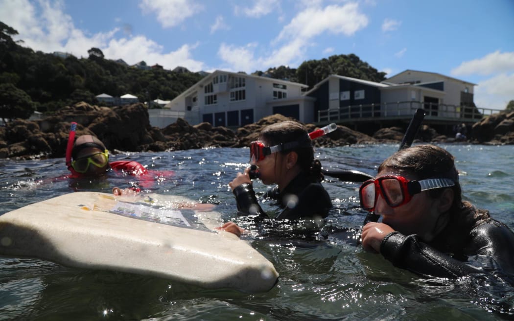 Worser Bay School students have been looking into the marine ecosystems around Worser Bay Boating Club in Seatoun.